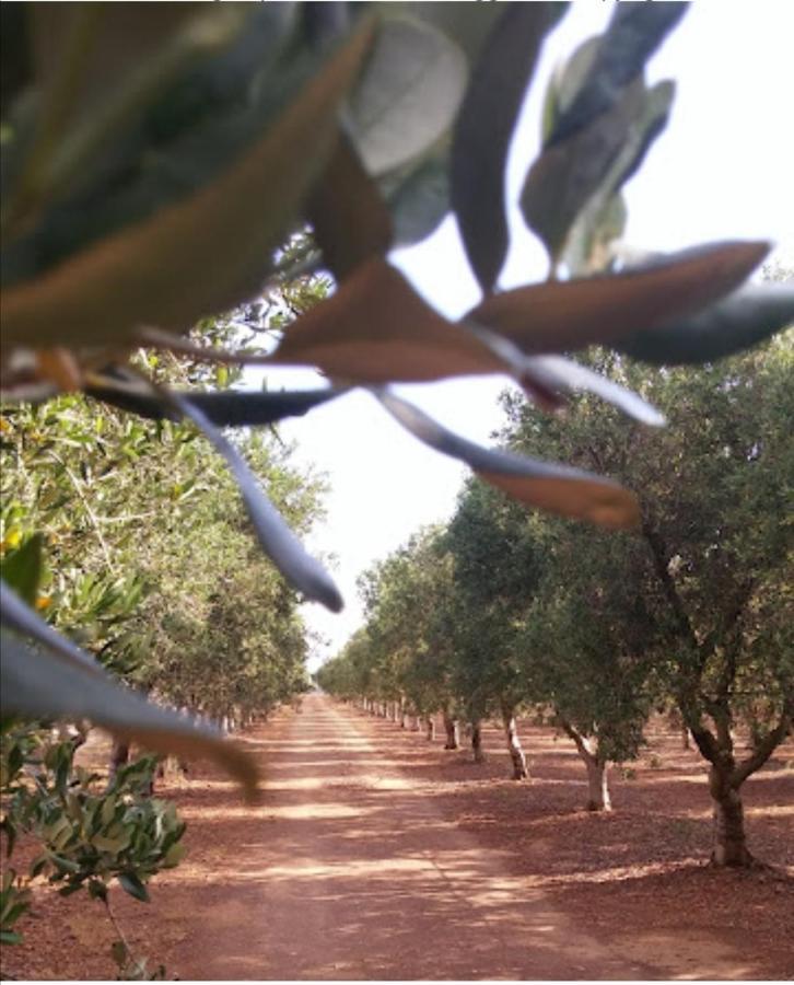 Room In Bb - Stunning Quadruple Room In Ancient Masseria Near The Sea In A Quiet Olive Trees Остуні Екстер'єр фото